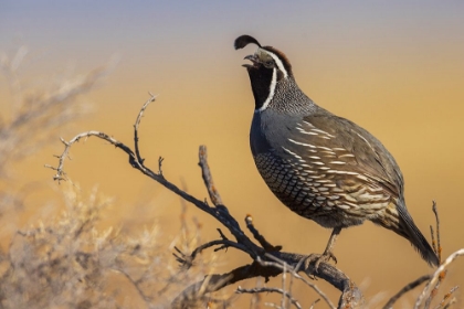 Picture of MALE CALIFORNIA QUAIL CALLING