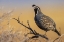 Picture of MALE CALIFORNIA QUAIL CALLING