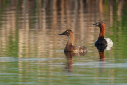 Picture of CANVASBACK PAIR