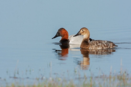 Picture of CANVASBACK PAIR