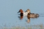 Picture of CANVASBACK PAIR