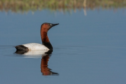 Picture of CANVASBACK DRAKE
