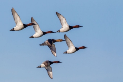 Picture of CANVASBACK FLOCK-COURTSHIP FLIGHT
