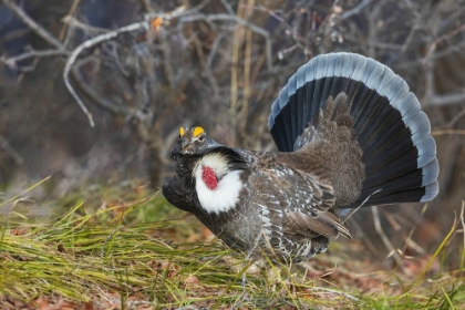 Picture of DUSKY GROUSE-COURTSHIP DISPLAY