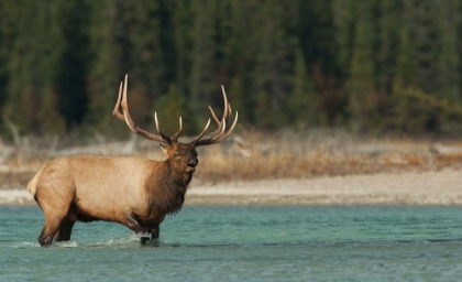 Picture of BULL ELK BUGLING