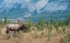 Picture of BULL ELK IN THE ROCKIES