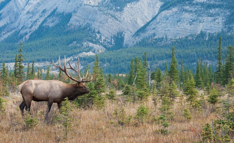 Picture of BULL ELK IN THE ROCKIES