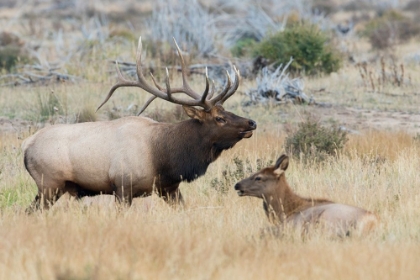 Picture of BULL ELK PATROLLING