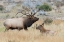 Picture of BULL ELK PATROLLING