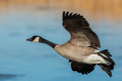 Picture of GREATER CANADA GOOSE