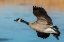 Picture of GREATER CANADA GOOSE