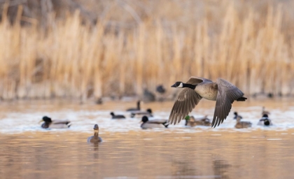 Picture of CANADA GOOSE TAKING FLIGHT