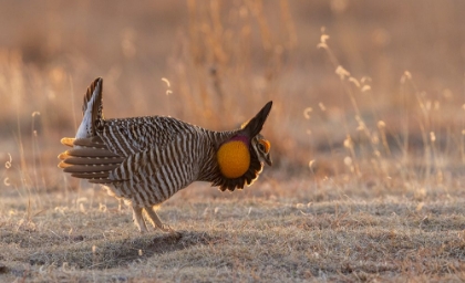 Picture of GREATER PRAIRIE CHICKENS-COURTSHIP DISPLAY