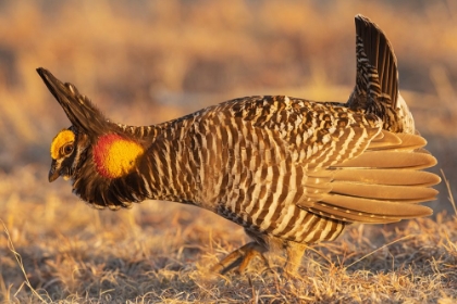 Picture of GREATER PRAIRIE CHICKENS-COURTSHIP DISPLAY