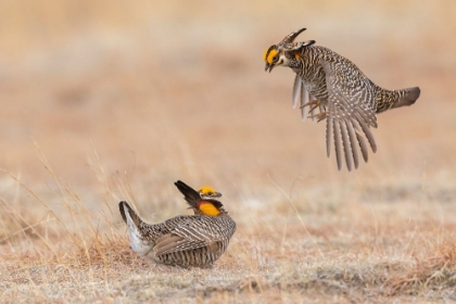 Picture of GREATER PRAIRIE CHICKENS-DOMINANCE DISPUTE