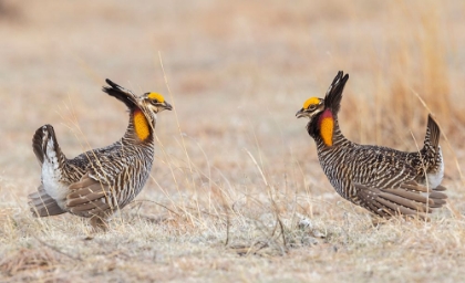 Picture of GREATER PRAIRIE CHICKENS-COMPETING MALES