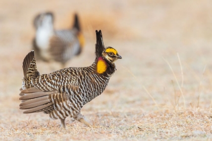 Picture of GREATER PRAIRIE CHICKENS-COMPETING MALES