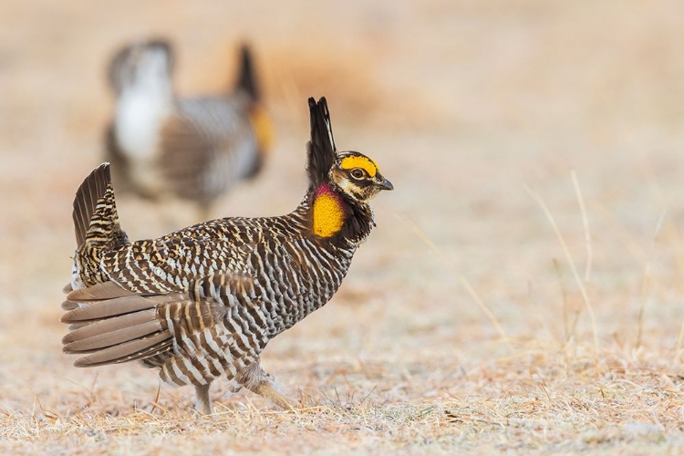 Picture of GREATER PRAIRIE CHICKENS-COMPETING MALES