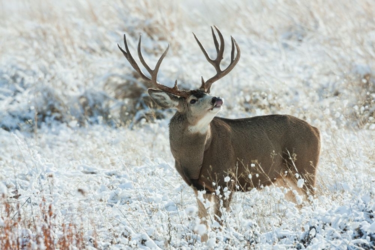 Picture of MULE DEER BUCK