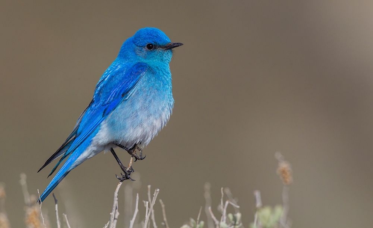 Picture of MALE MOUNTAIN BLUEBIRD