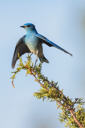 Picture of MOUNTAIN BLUEBIRD