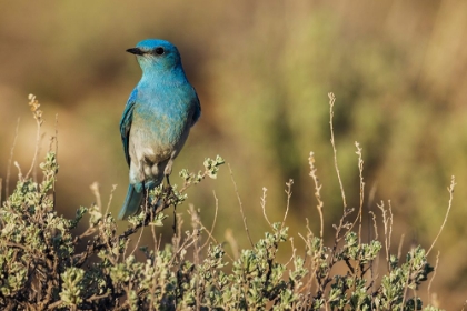 Picture of MALE MOUNTAIN BLUEBIRD