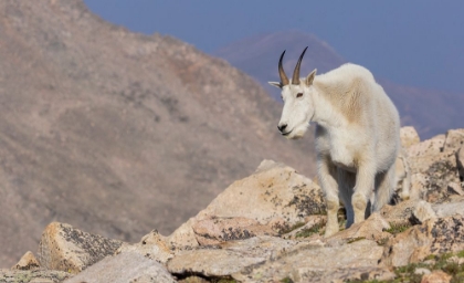Picture of MOUNTAIN GOAT BILLY