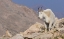 Picture of MOUNTAIN GOAT BILLY