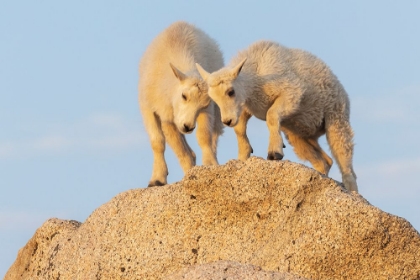 Picture of MOUNTAIN GOAT KIDS PLAYING