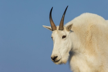 Picture of MOUNTAIN GOAT BILLY