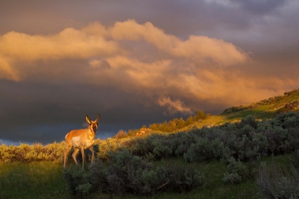 Picture of PRONGHORN-CLEARING THUNDERSTORM
