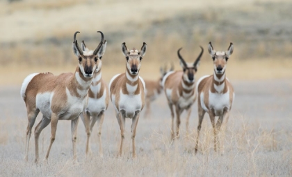 Picture of PRONGHORNS