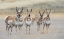 Picture of PRONGHORNS