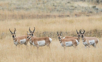 Picture of PRONGHORNS