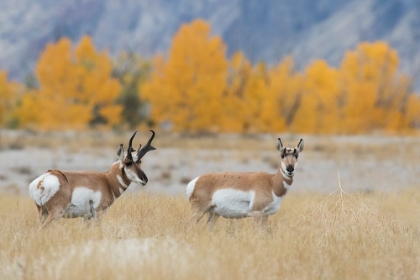 Picture of PRONGHORN PAIR