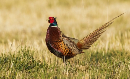 Picture of RING-NECKED PHEASANT