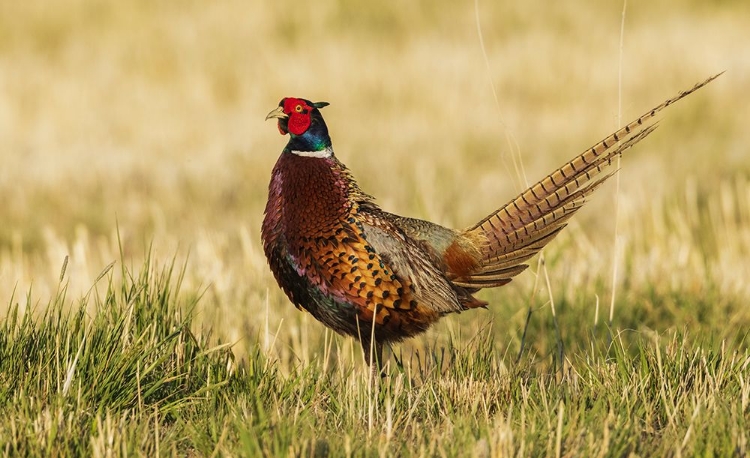 Picture of RING-NECKED PHEASANT