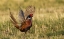 Picture of RING-NECKED PHEASANT-COURTSHIP DISPLAY