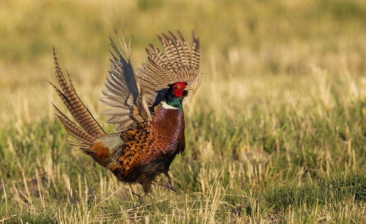 Picture of RING-NECKED PHEASANT-COURTSHIP DISPLAY