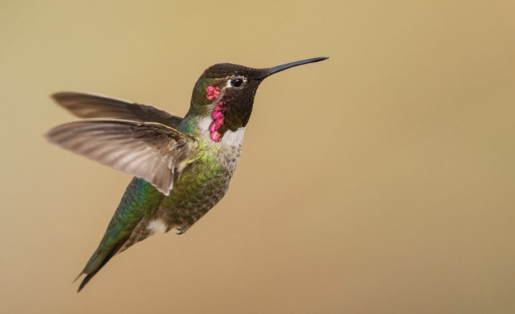 Picture of MALE ANNAS HUMMINGBIRD