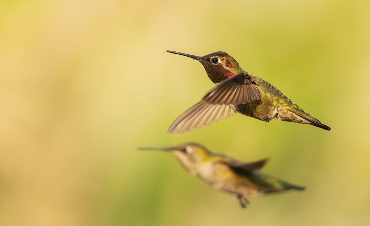 Picture of ANNAS HUMMINGBIRD PAIR