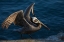 Picture of BROWN PELICAN