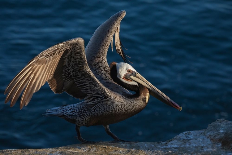 Picture of BROWN PELICAN