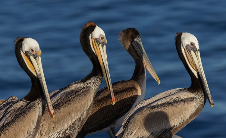 Picture of BROWN PELICAN