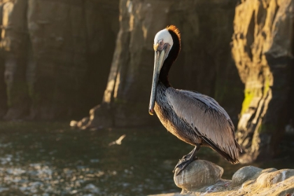Picture of BROWN PELICAN AT FIRST LIGHT