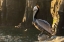 Picture of BROWN PELICAN AT FIRST LIGHT