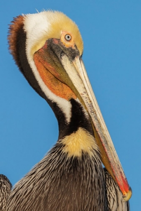 Picture of BROWN PELICAN