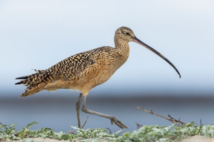 Picture of LONG-BILLED CURLEWS AT THE BEACH