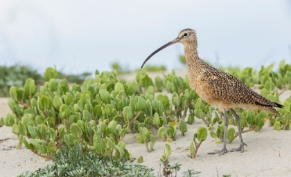 Picture of LONG-BILLED CURLEW AT THE BEACH