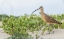 Picture of LONG-BILLED CURLEW AT THE BEACH